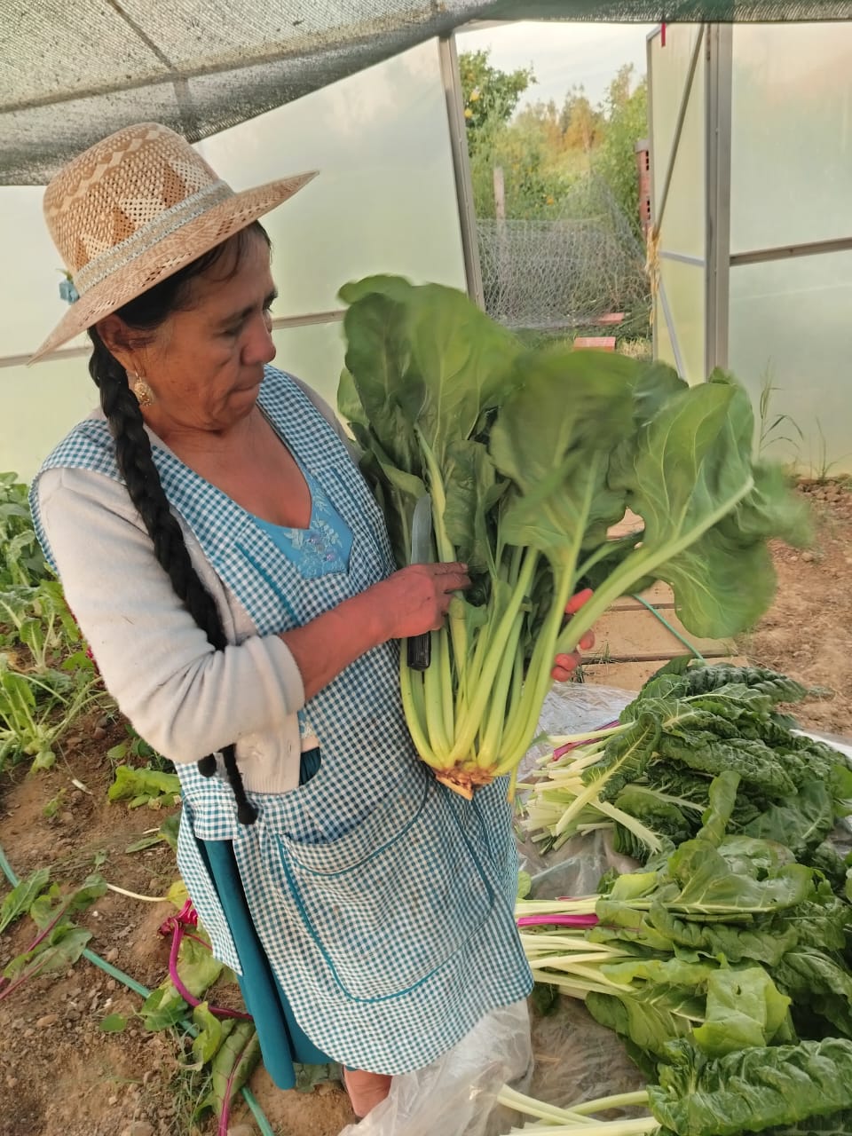 Producción de Verduras Orgánicas