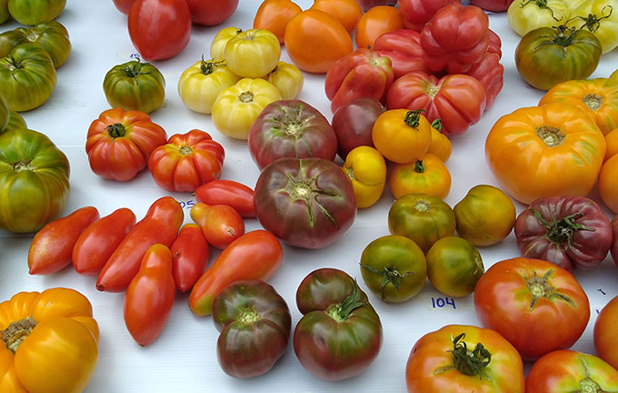 Tomate
