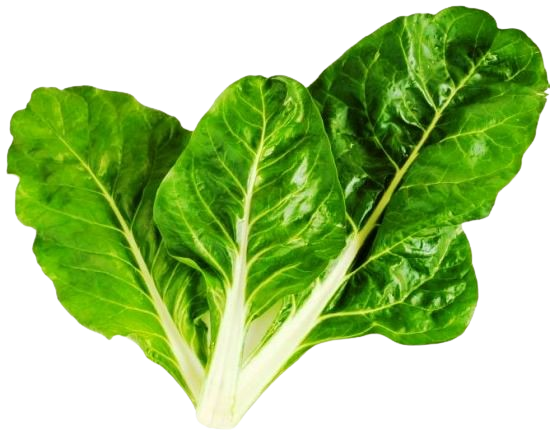 acelga