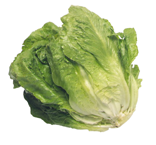 lechuga