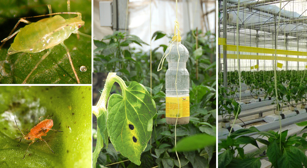 Manejo Ecológico de Plagas y Enfermedades en Hortalizas