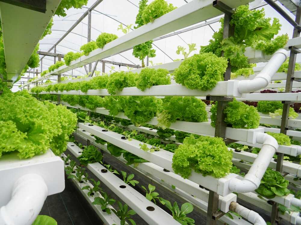Producción de hortalizas en ambientes controlados