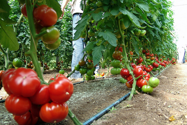 Costos de producción Cosecha y pos cosecha