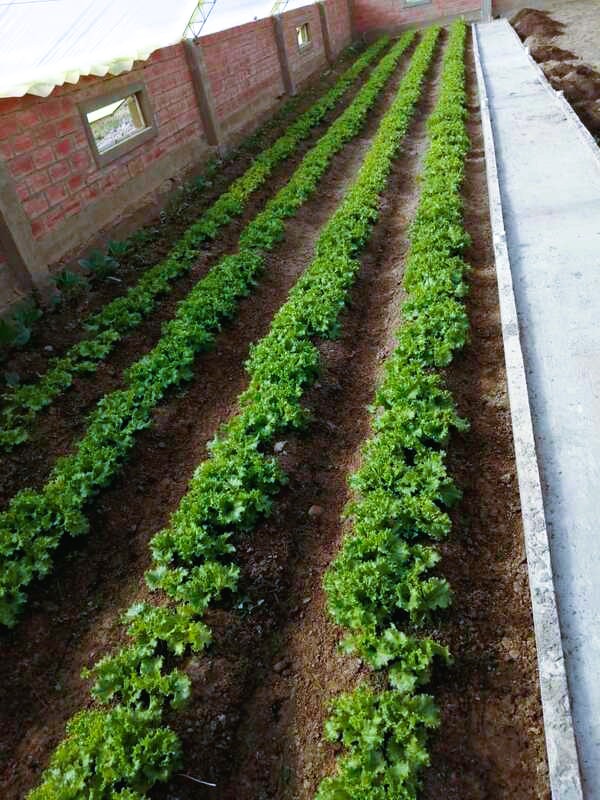 lechuga