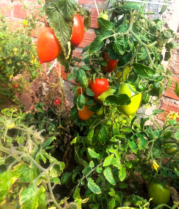 tomate