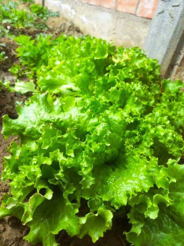 lechuga