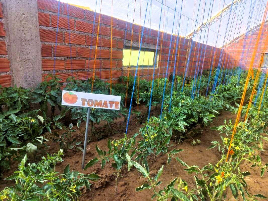 tomate