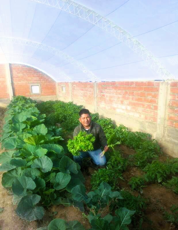 lechuga