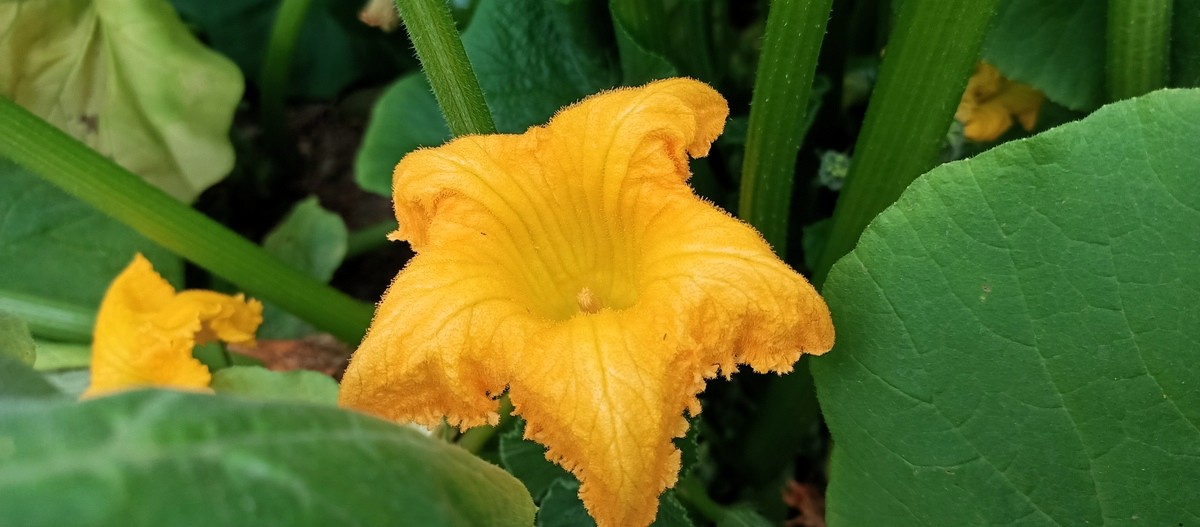 zapallito