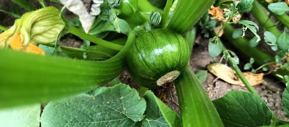 zapallito