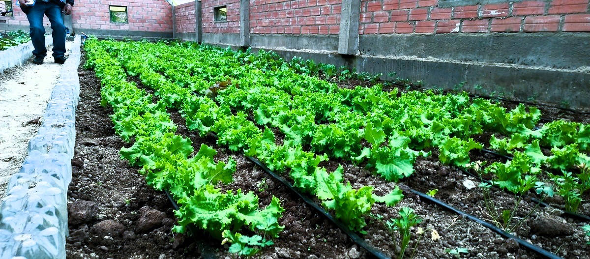 lechuga
