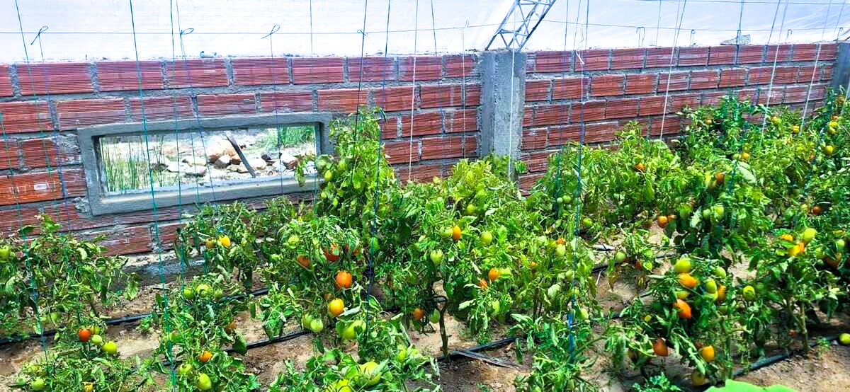 tomate