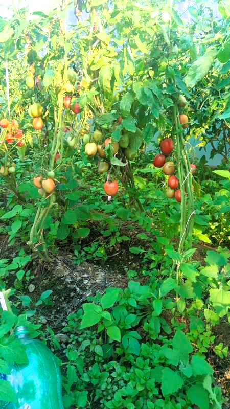 tomate