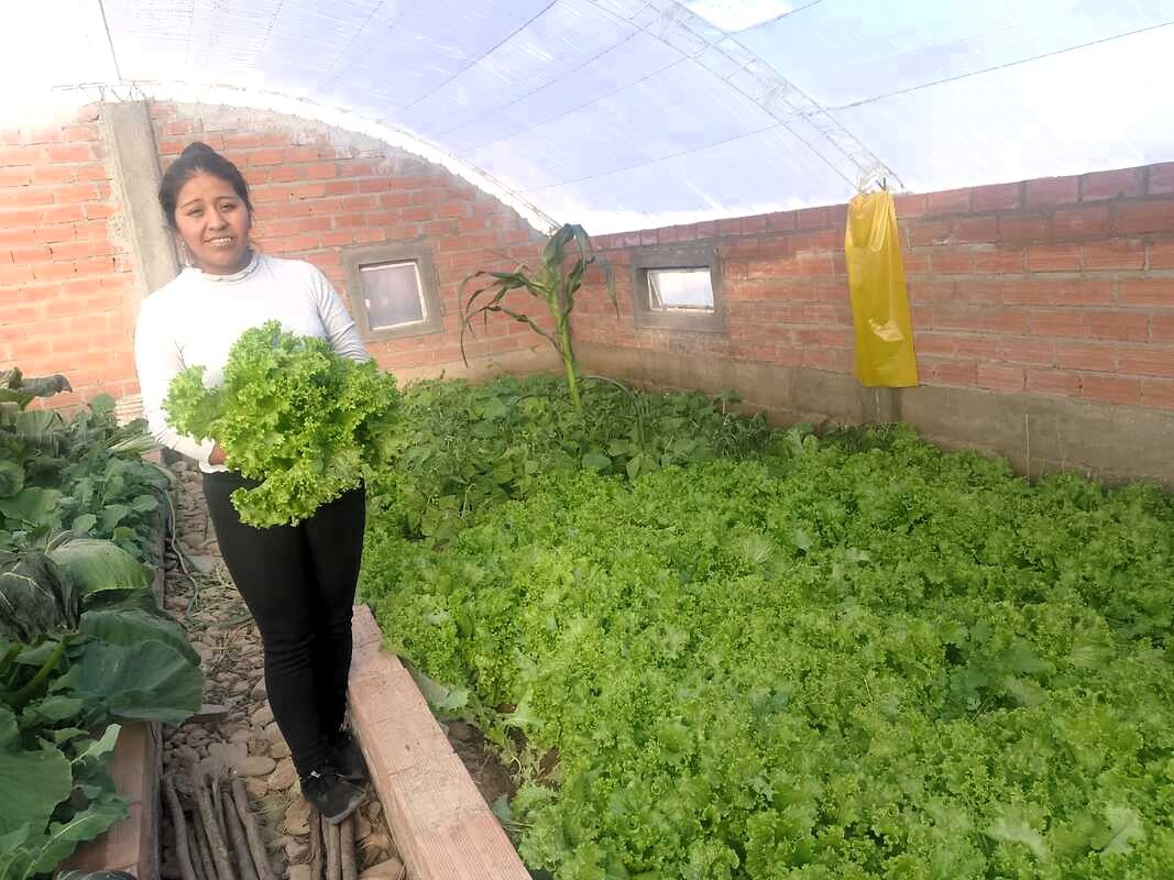 lechuga